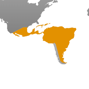 Latin